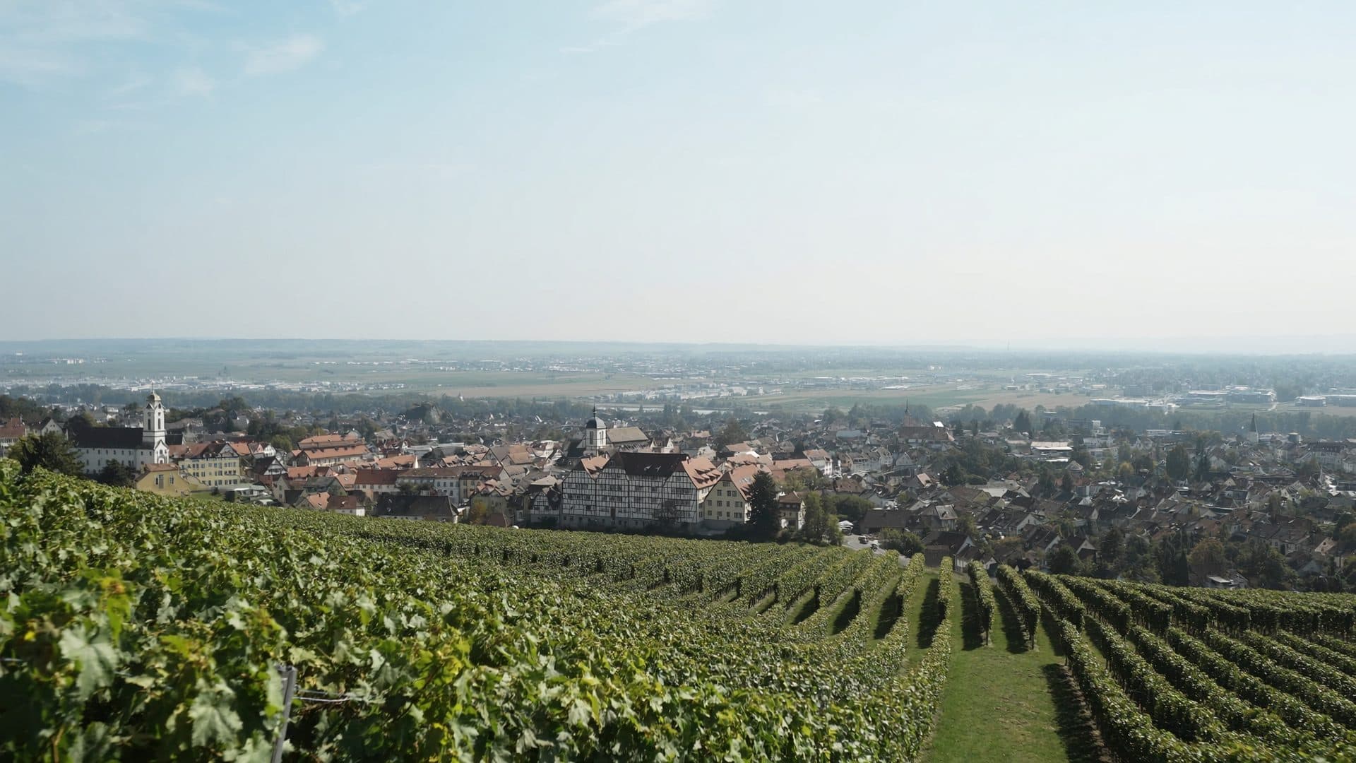Blick über die Weinberge der Bergstraße auf Bensheim